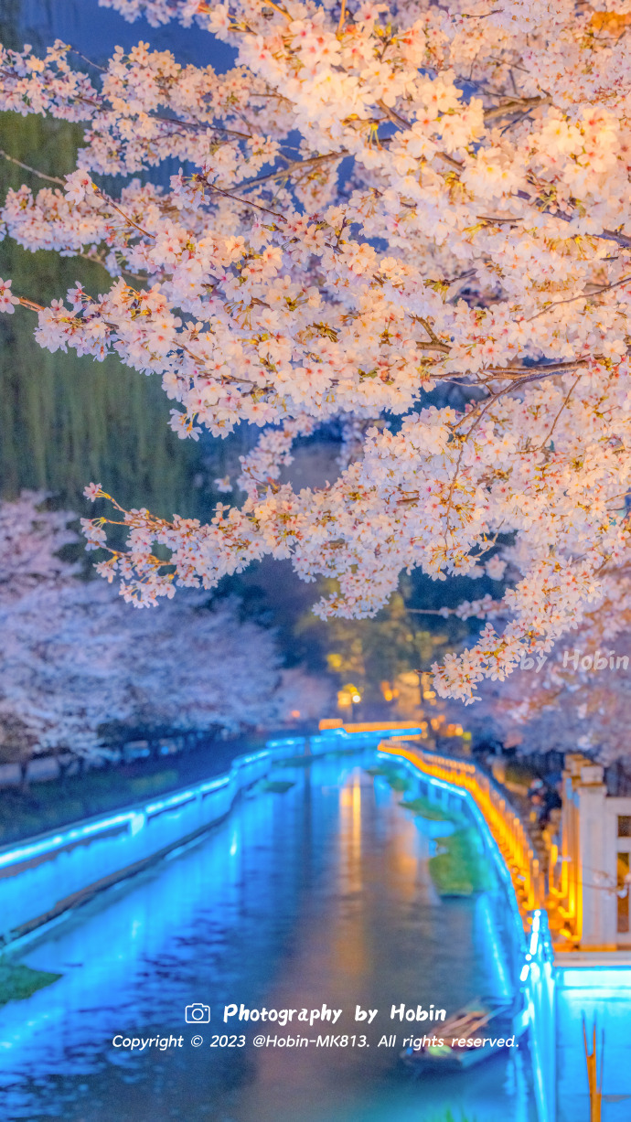 夜樱伴晚风，金陵尽芳菲🌸灯火交织间，是樱如雪的浪漫​​​