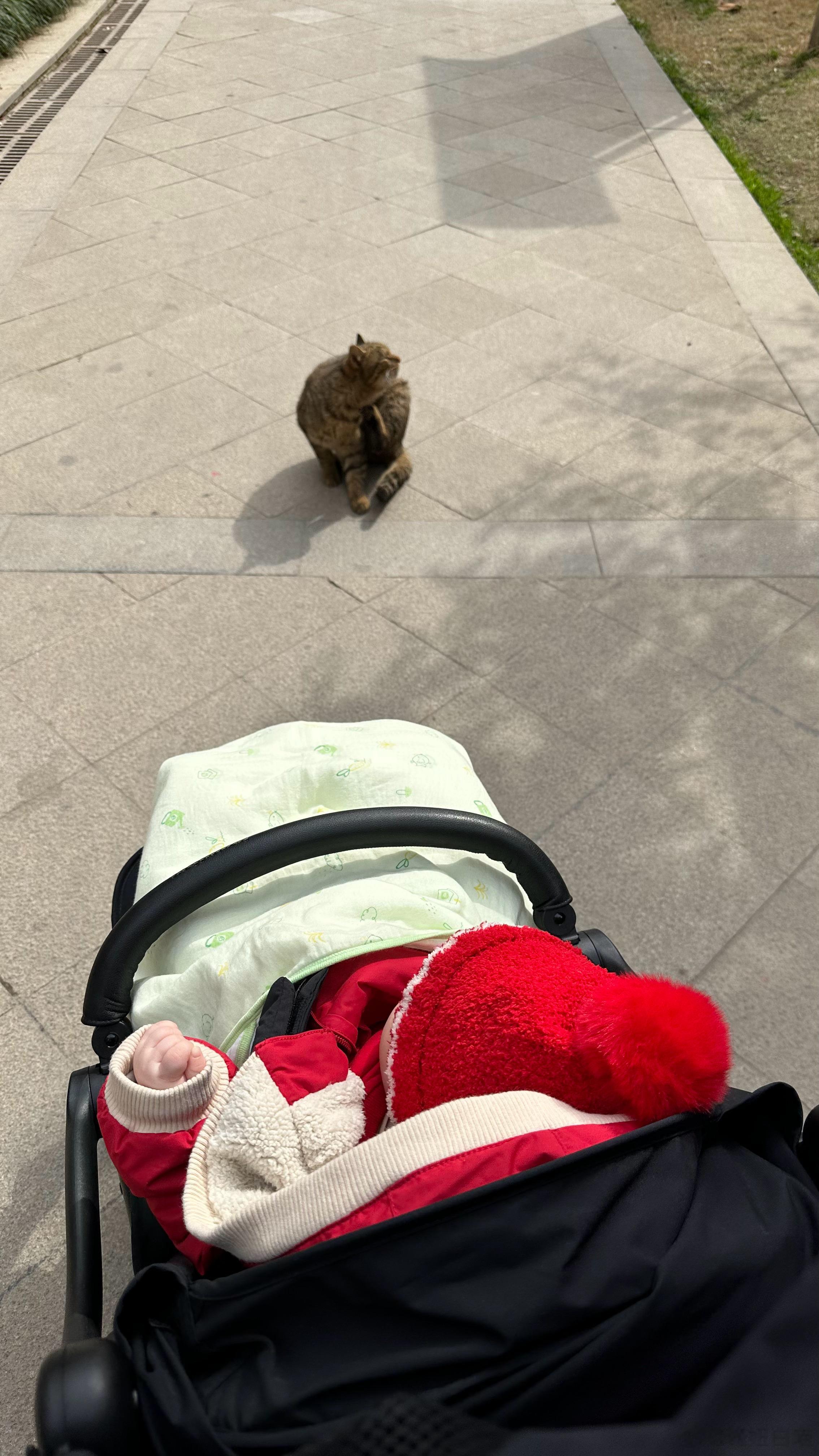  小猫咪们你们好 ​​​