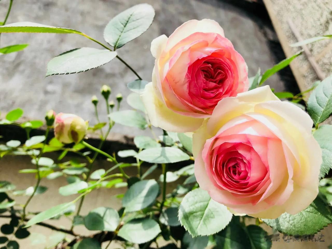 分享图片——仙气满满的月季花
