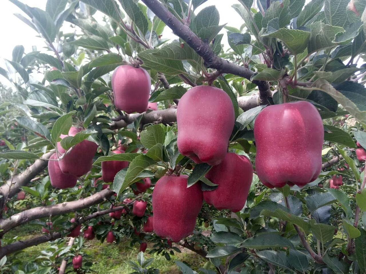 甘肃天水，这儿的土壤气候都非常适合苹果生长，所生产的苹果没有山东、河南等地的漂亮