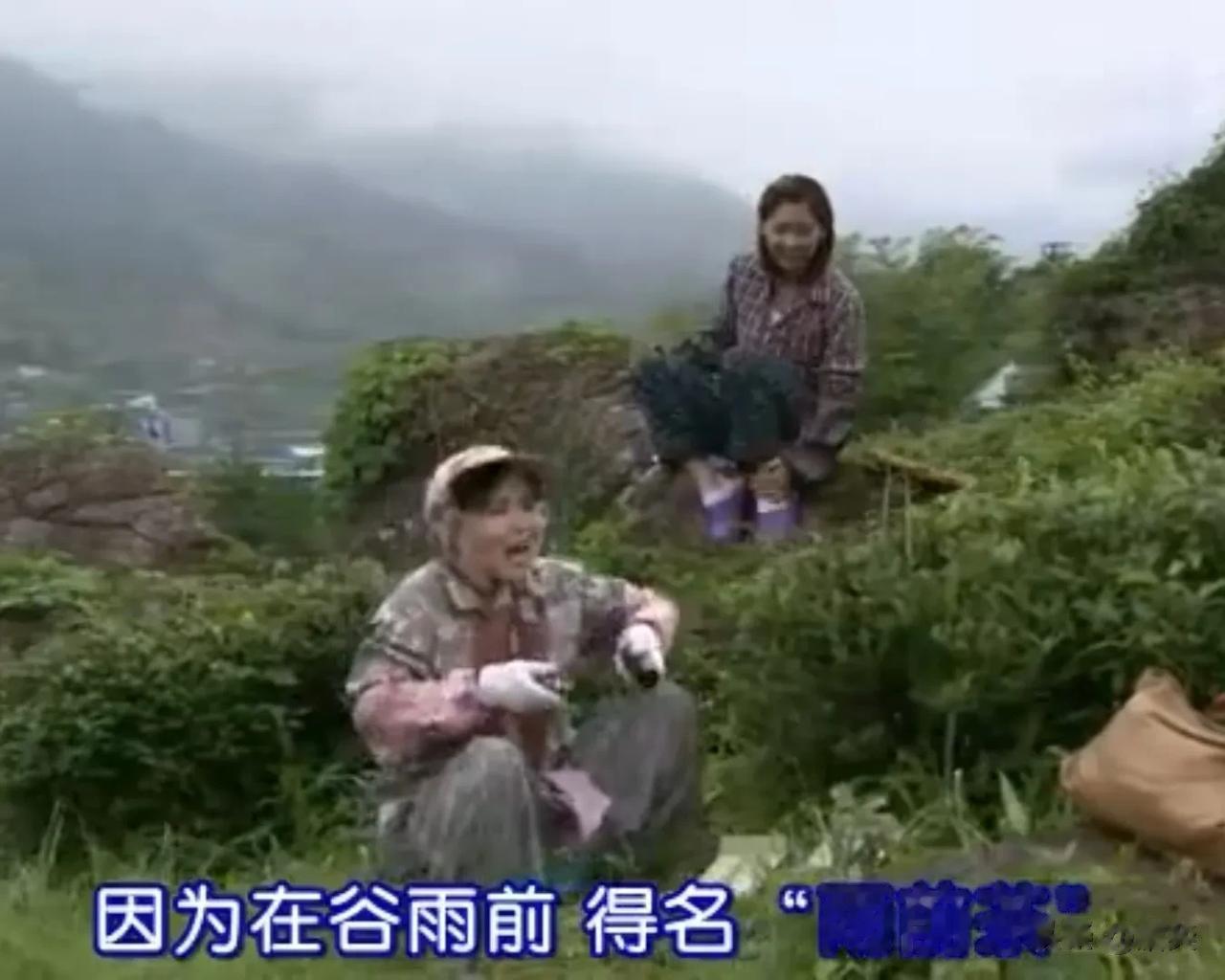 韩国不仅有雨前茶，还有入夏茶。
我们印象里茶叶是南方出产的东西，韩国的纬度与山东