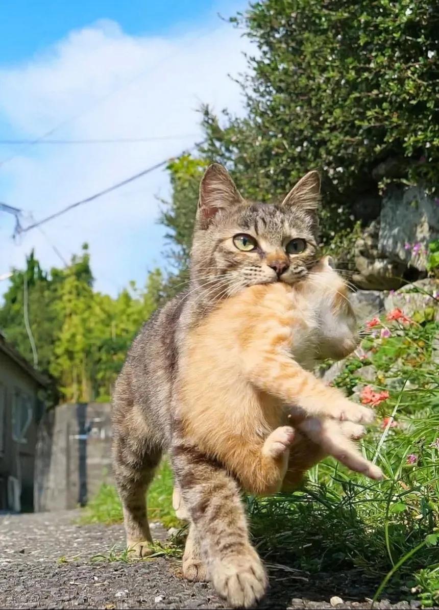 带小猫搬家的猫妈妈！坚定的眼神