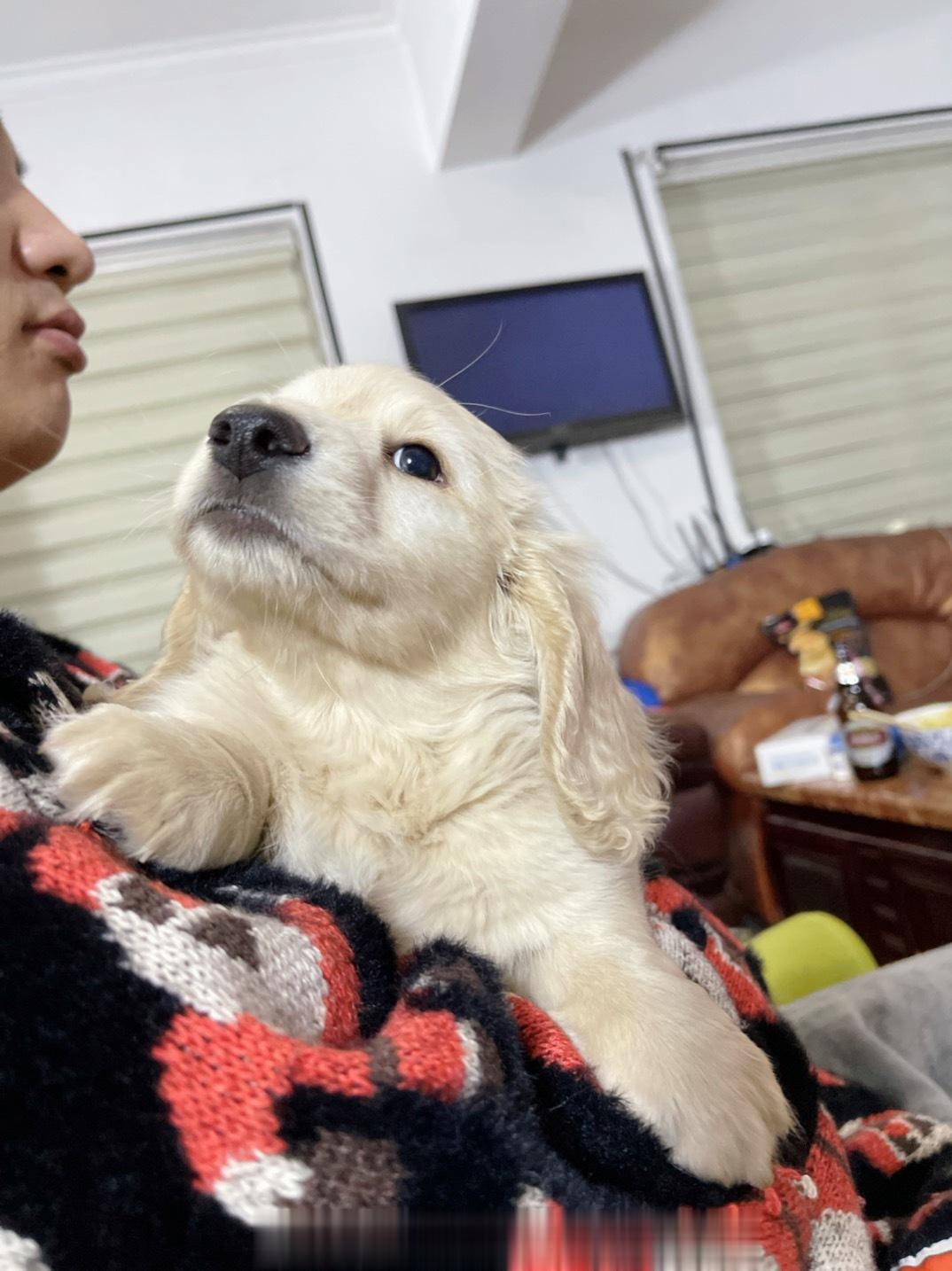 迷你长毛腊肠小宝宝肉乎乎的 ​