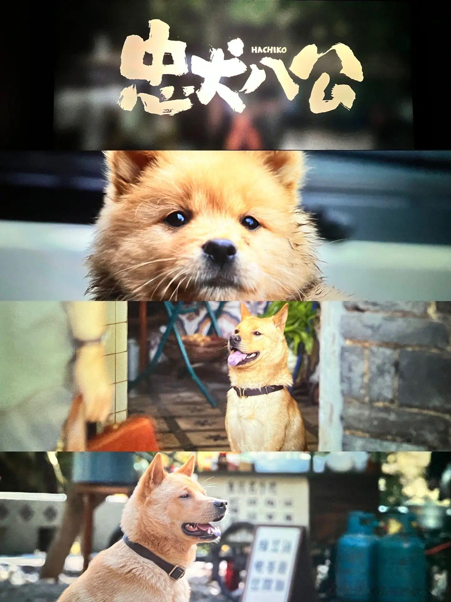 求你们别去看忠犬八公🥲😭后劲太大了 下午看的哭的眼睛晚上了还疼最让我难忘的画
