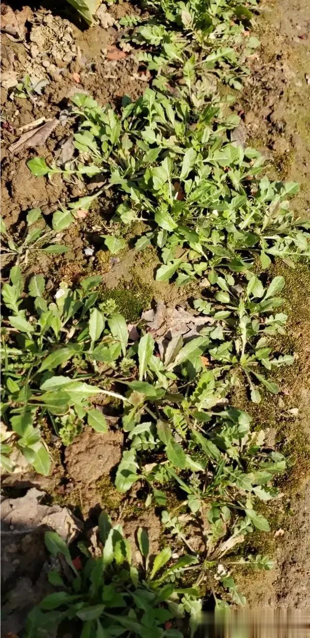 天津哪有野生荠菜可以挖呀？[舔屏]头条有个“地理哥” 每年三月从太原做高铁到西安