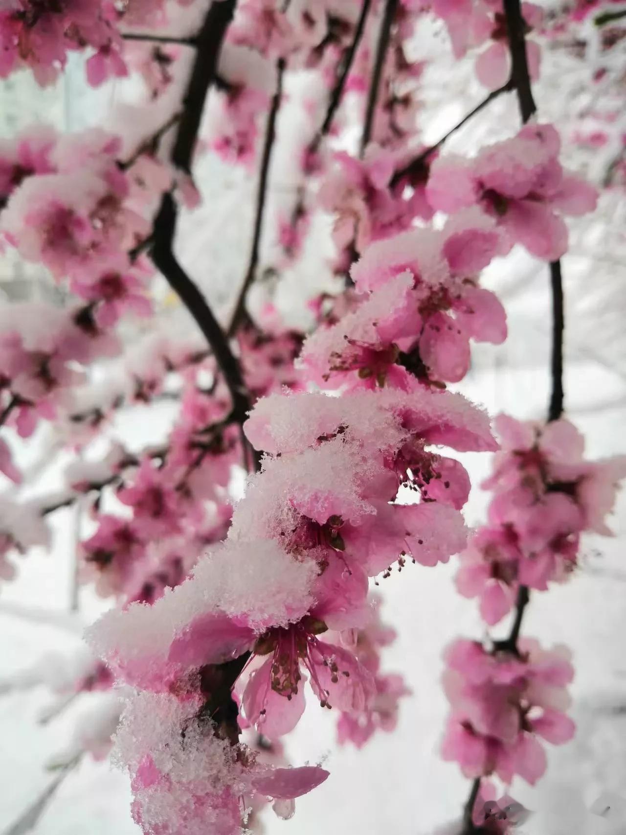 河南郑州，此时此刻正下鹅毛大雪，老人说这是“桃花雪”，担心麦苗不抗冻，一样美景，