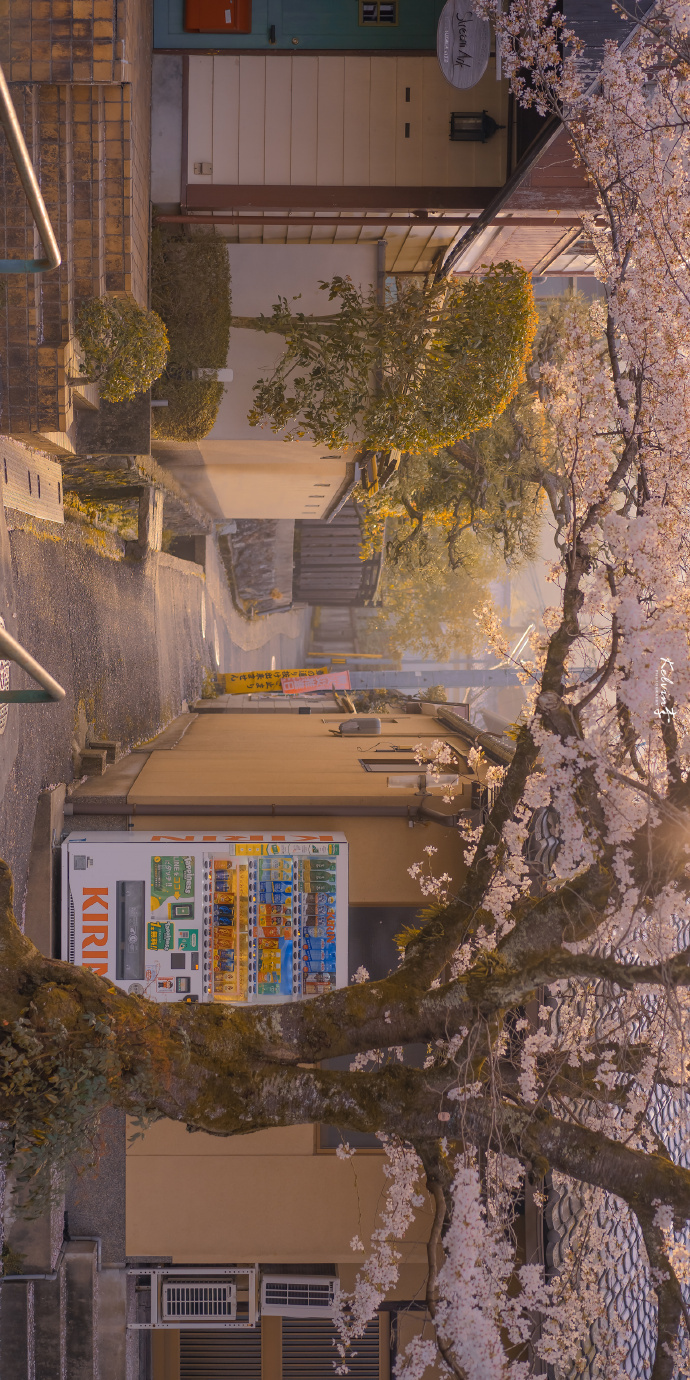 晚风拂过樱花 此时正少年。 ​摄影：​​​