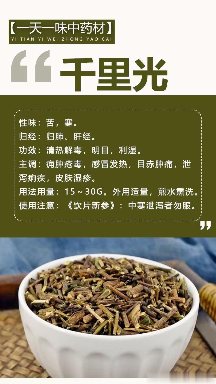 #国医的精诚力量##每天一味中草药# 🍀【一天一味中药材】[玫瑰]千里光[抱拳