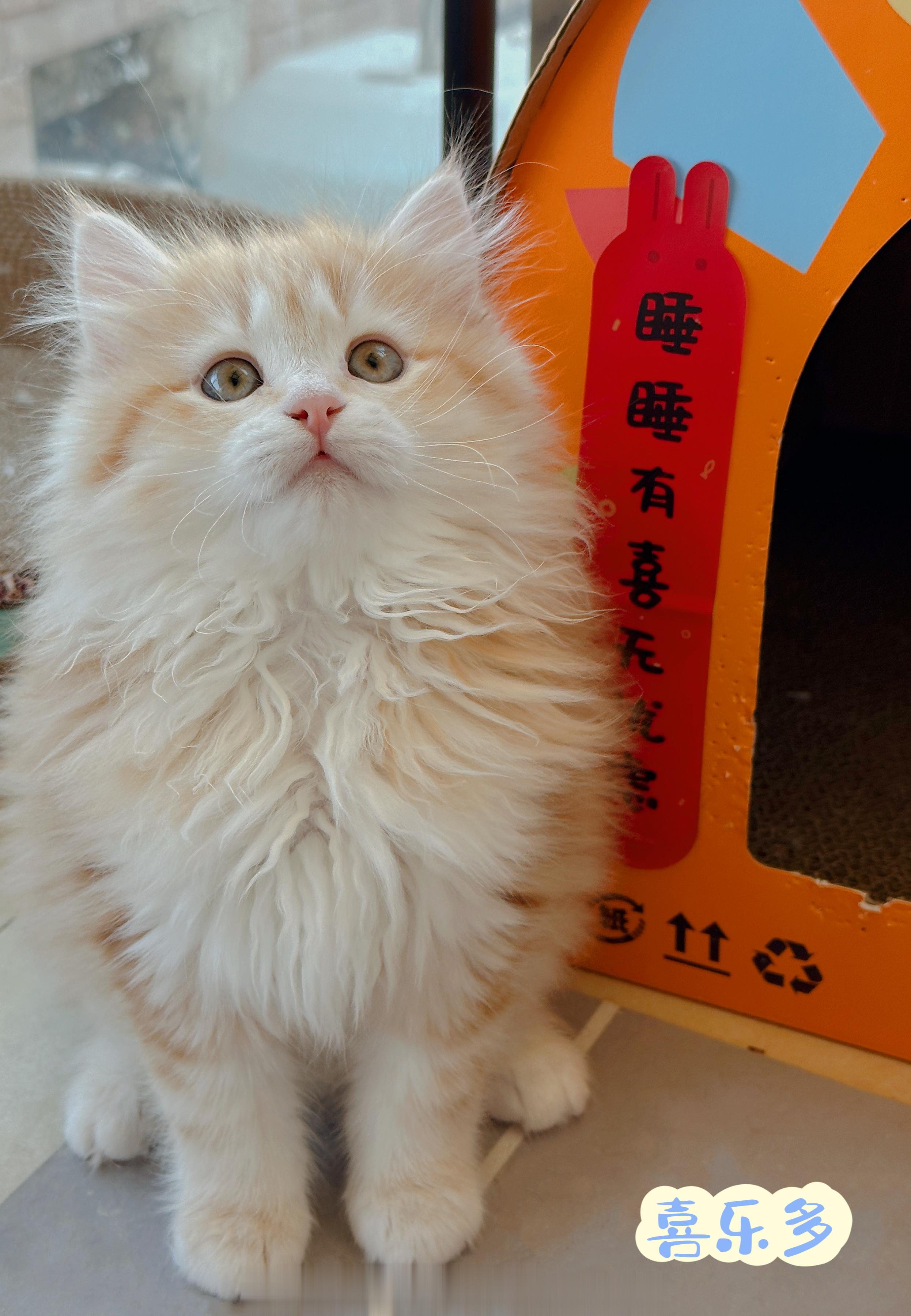 #plus plus# 和#红烧锦鲤# 外驱打卡[心动超崽]最近总有粉丝询问过往