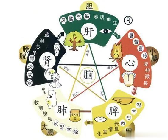 脏腑所属及疾病虚实如下：1、肝为脏，胆为府实症：头痛、眼温热，肋痛胀，易怒，口干
