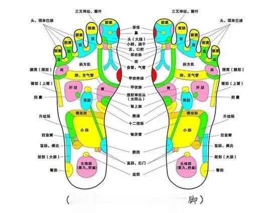 脚是人体健康总根。人有四根，分别是鼻根、乳根、耳根、脚根。鼻根是人的苗窍之根，乳