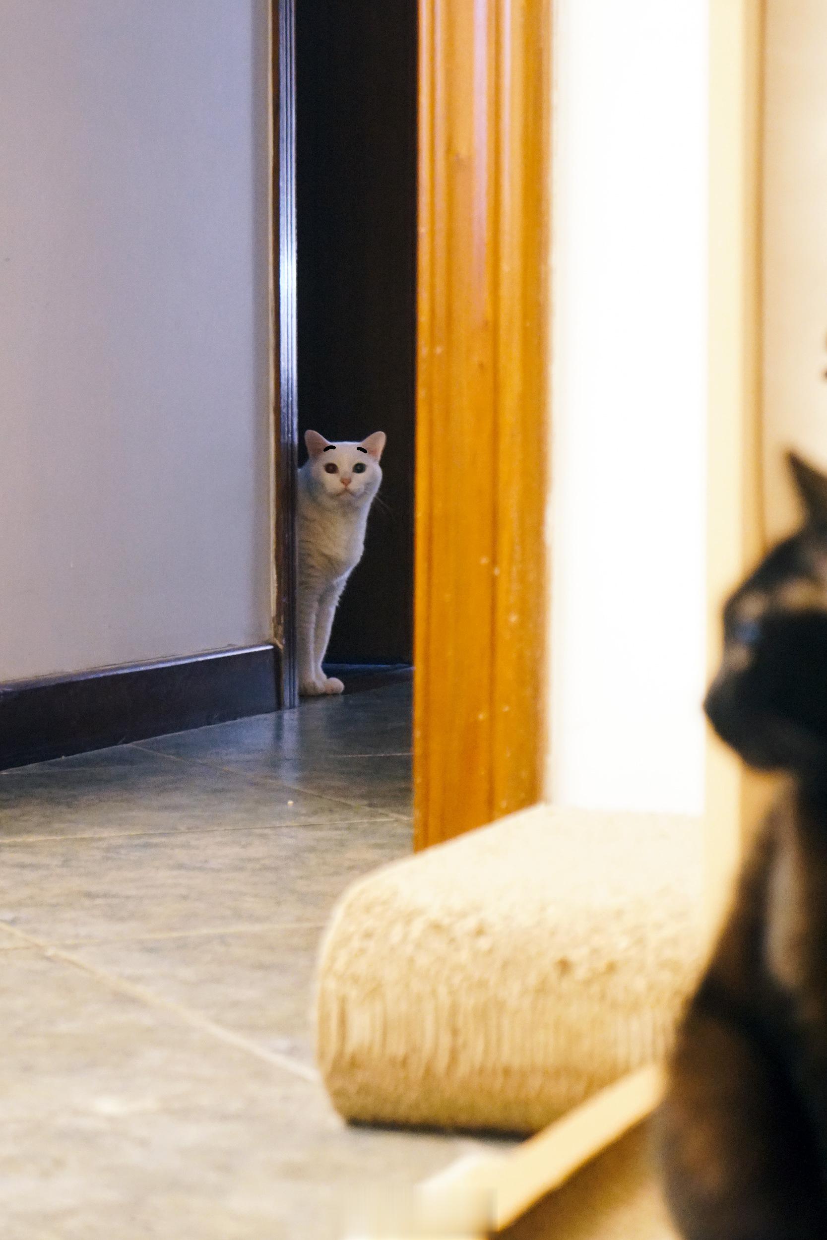 大家晚安願小貓、小狗都被善待，好人們健康平安。 ​​​