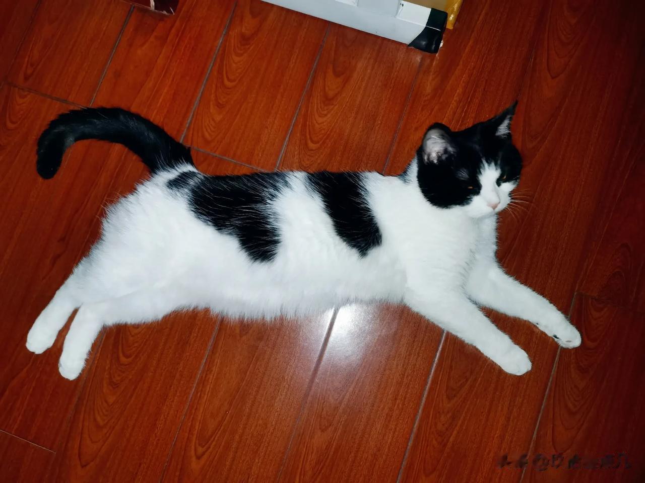 哈哈。这是什么牛马！最新物种吗