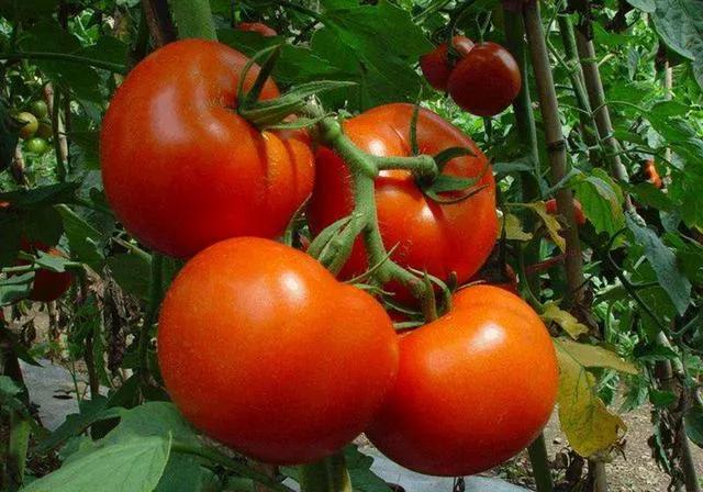  
出于养生的目的，我每天都在早上将一把木耳浸泡到水里。

木耳，在《本草纲目》