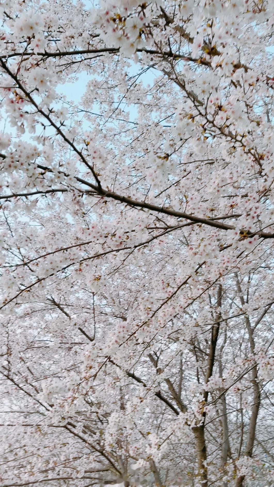 #日常# 抓住这每年短暂的🌸季咔嚓几张📷家门口赏樱也不错～ ​​​
