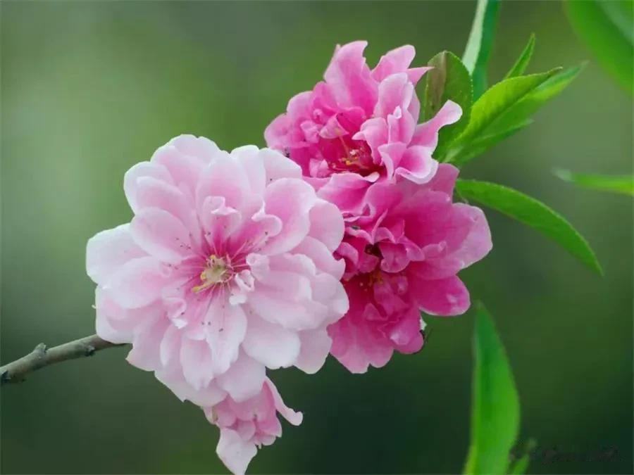 分享图片——多彩碧桃花
