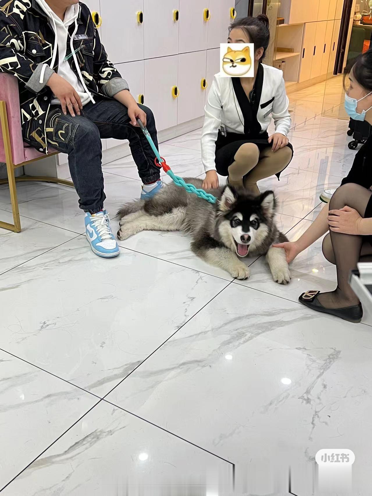 三个多月的小阿拉陪家长理发，被好多小姐姐Rua【客户回访】 ​​​