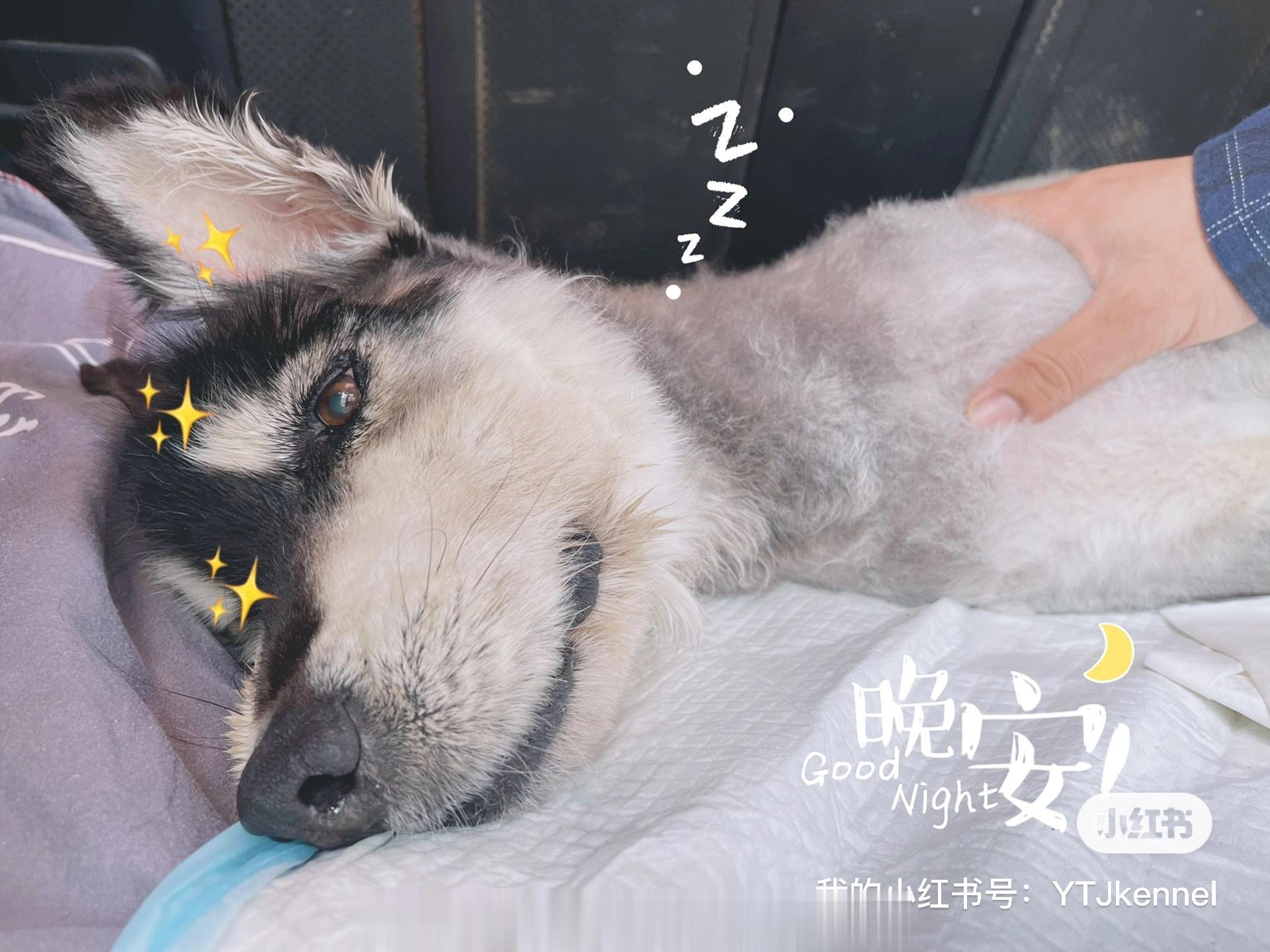 以前不理解安乐死… 觉得残忍 …当你看着她难受 抽搐 却没有办法的时候…内心的煎