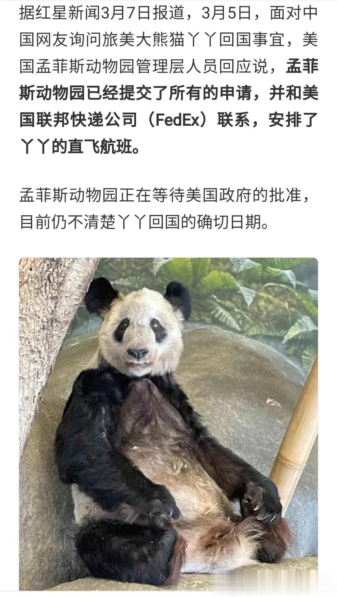 丫丫要回国了，孟菲斯动物园正等待美国政府批准，可是目前美国政府还没有确切回国时期