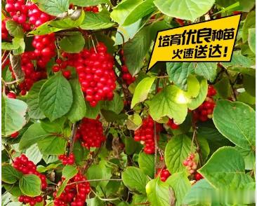 治疗咳喘的一味良药[good]导读：五味子在经方中见于9个方证，主要用于咳喘的治