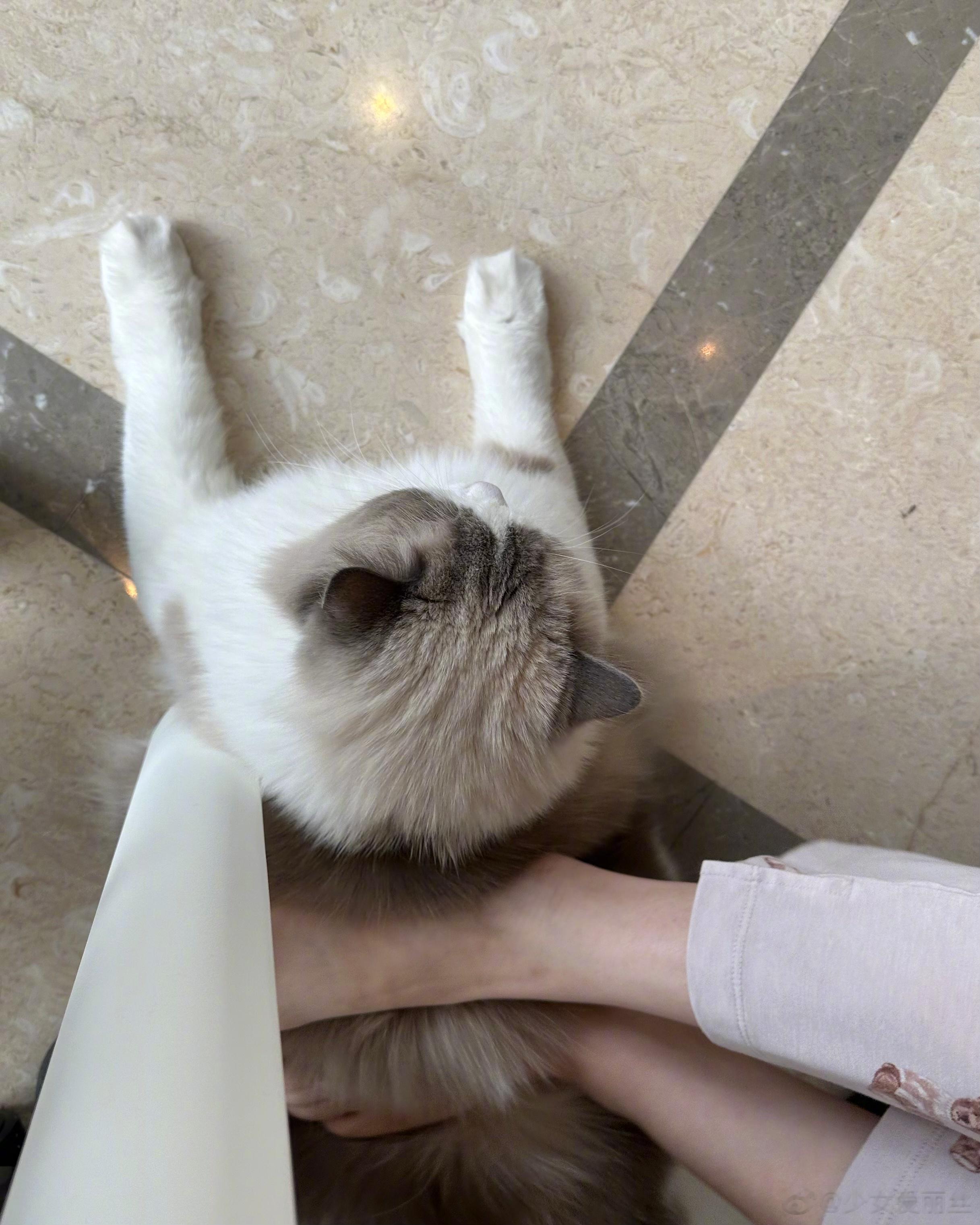 我的小猫可乖了[团圆兔][团圆兔][团圆兔]一动不动的 ​​​