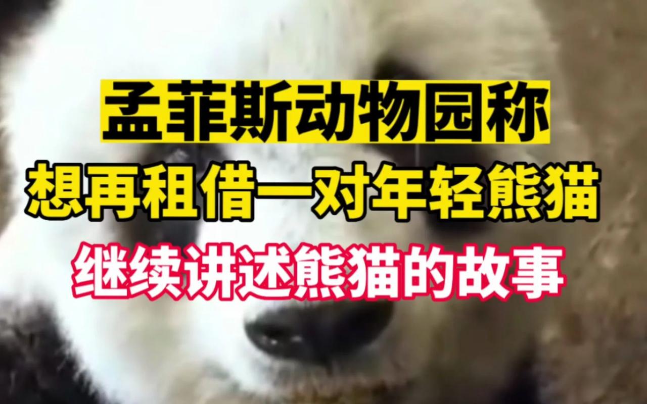 可行吗？据中国动物园协会消息，中美双方正在积极协调，办理有关手续，争取早日运输大
