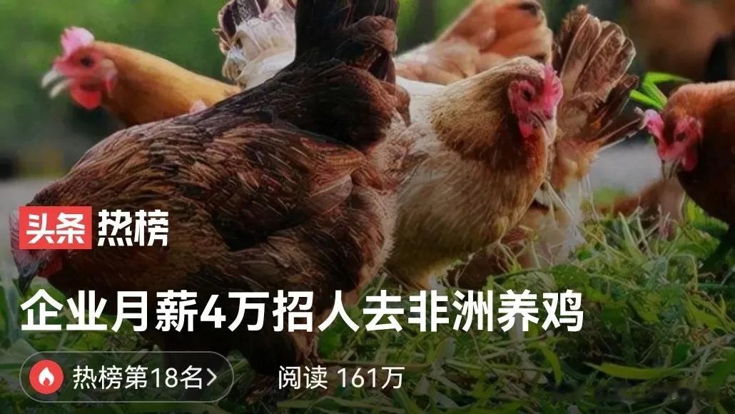 坦桑尼亚养鸡月薪4万，只需满足两点要求。
根据各种文献总结了下，分享给大家。
一