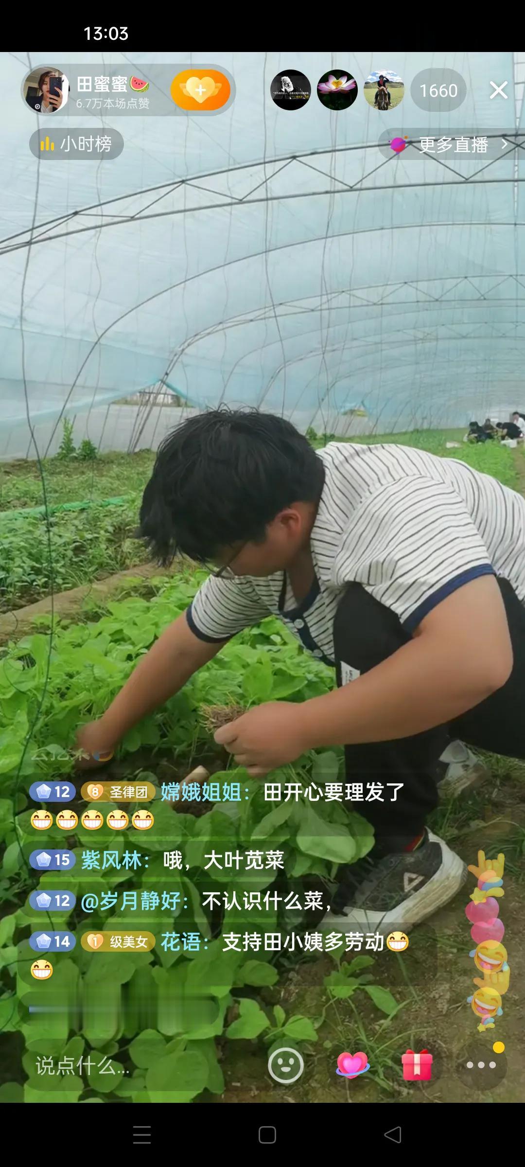 田家在大棚直播。
这种菜叫苋菜，可炒可凉拌，很好吃的。
现在超市八块钱一斤。
田