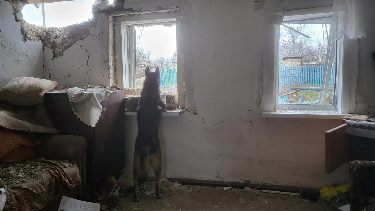 忠贞不渝、有情有义！在俄乌前线某村庄内住着一只眷恋家园的忠犬，而其主人以及全体村