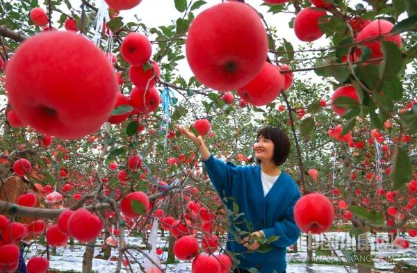 这里的苹果为什么这样红