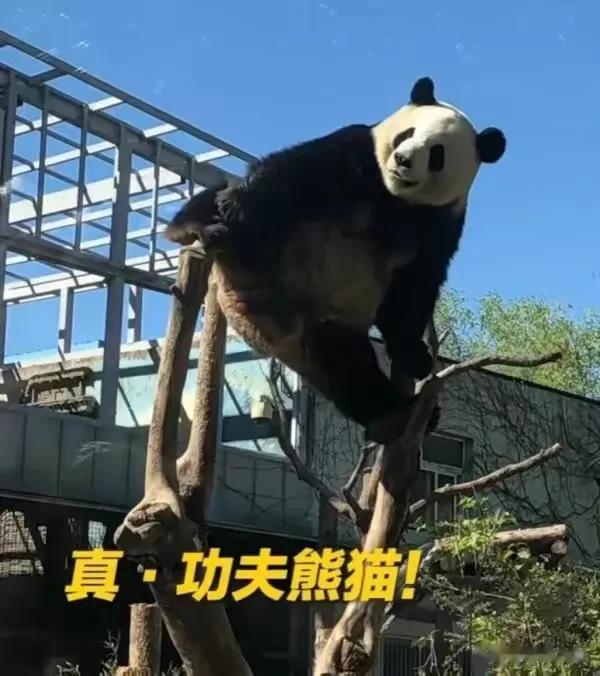 沙漠也是看熊猫解压大军里的一份子，但我最近发现没有一只熊猫单身是没原因的。
一，