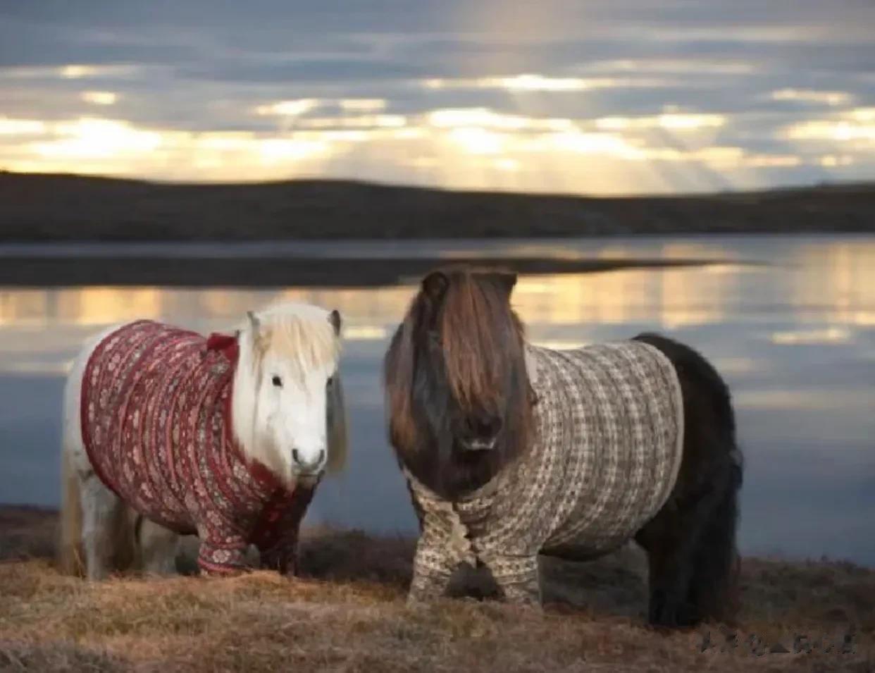 世界上血统最纯洁的马—冰岛矮马 (Icelandic horse)
据说是维京人