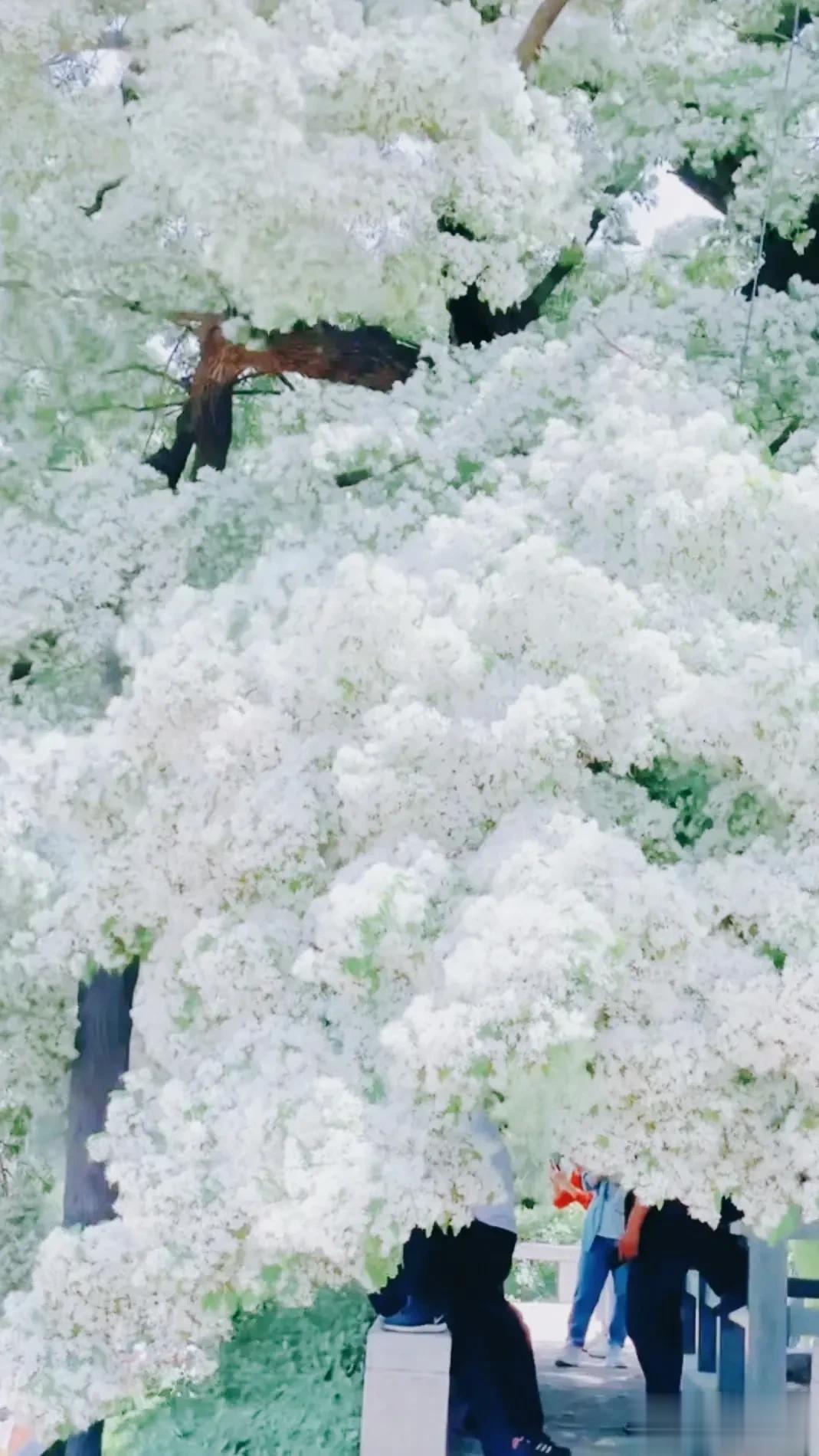 美妙的流苏树，开花似雪，太壮观