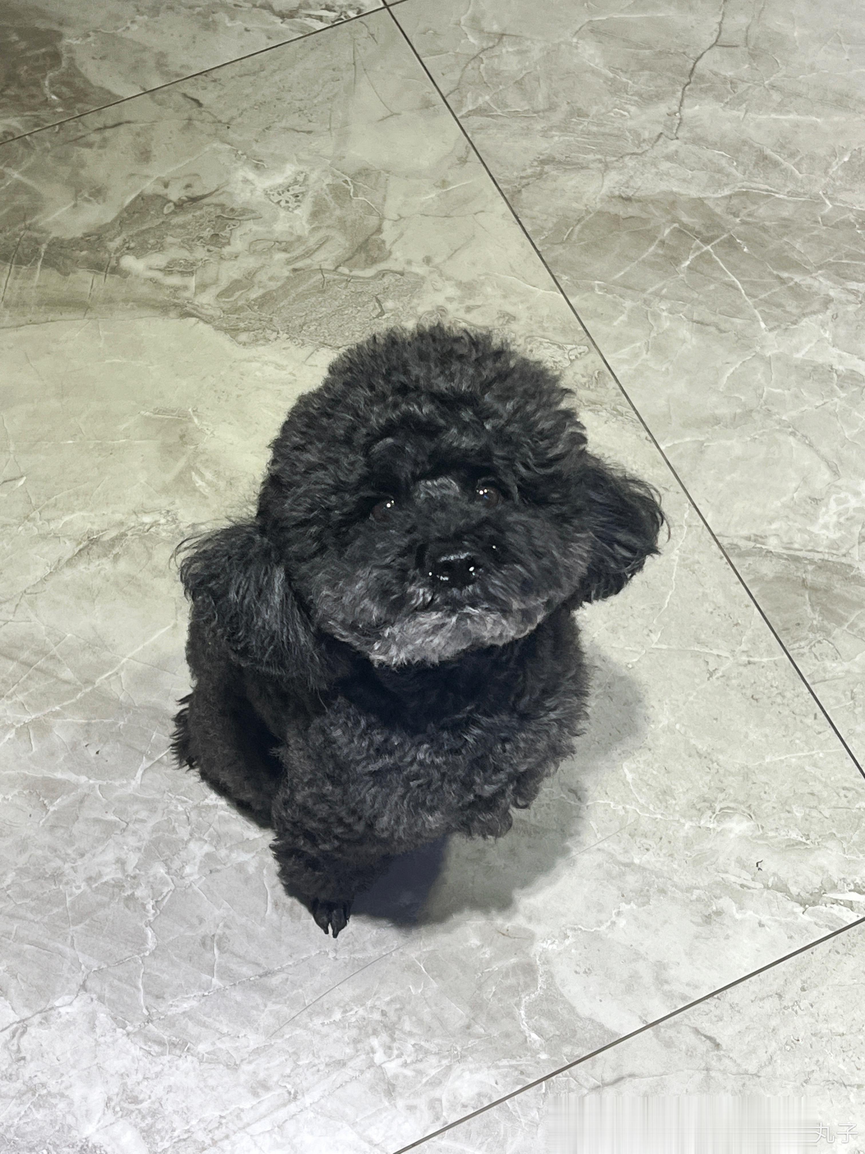 好爱狗狗 狗狗太乖啦 ​​​