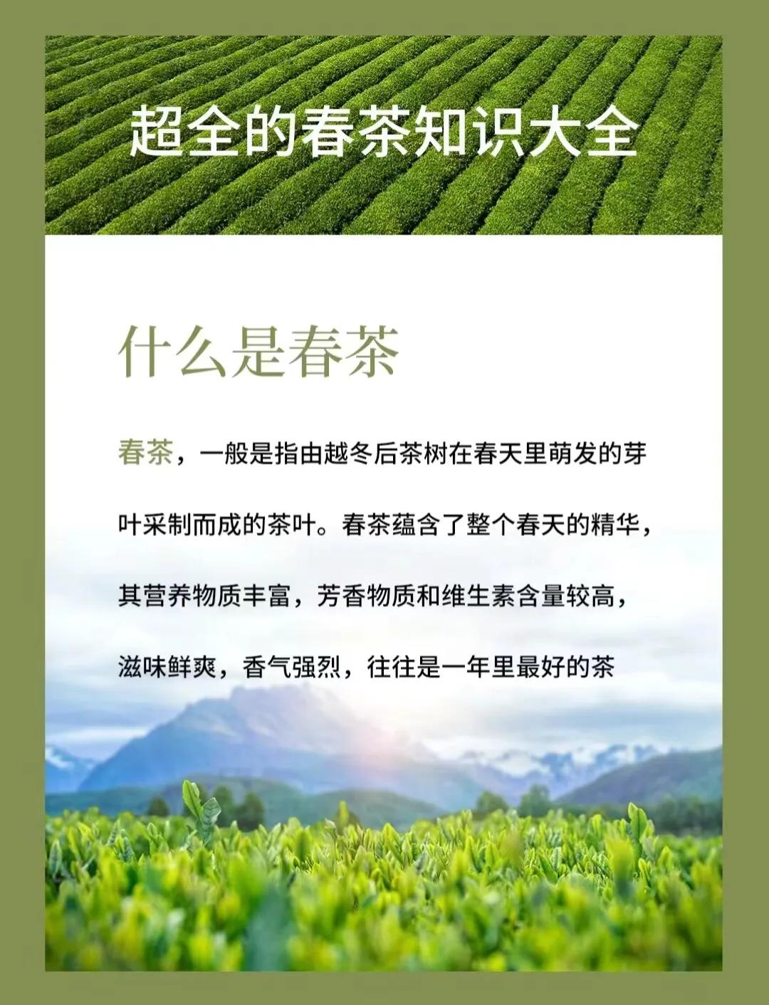超全的春茶知识大全，建议收藏！
 