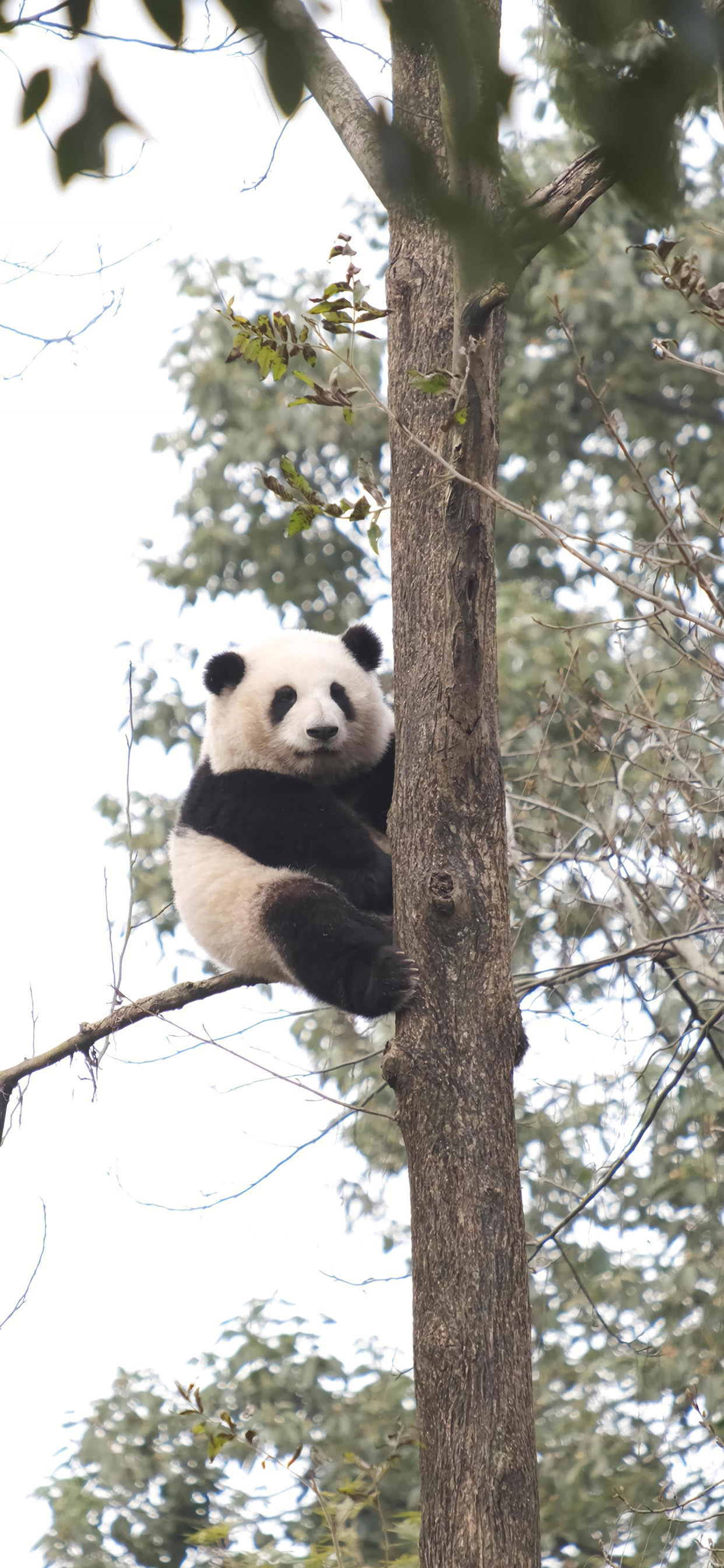  苹果无水印锁屏壁纸早晨是一只花鹿，踩到我额上，世界多么好。 ——海子 ​​​