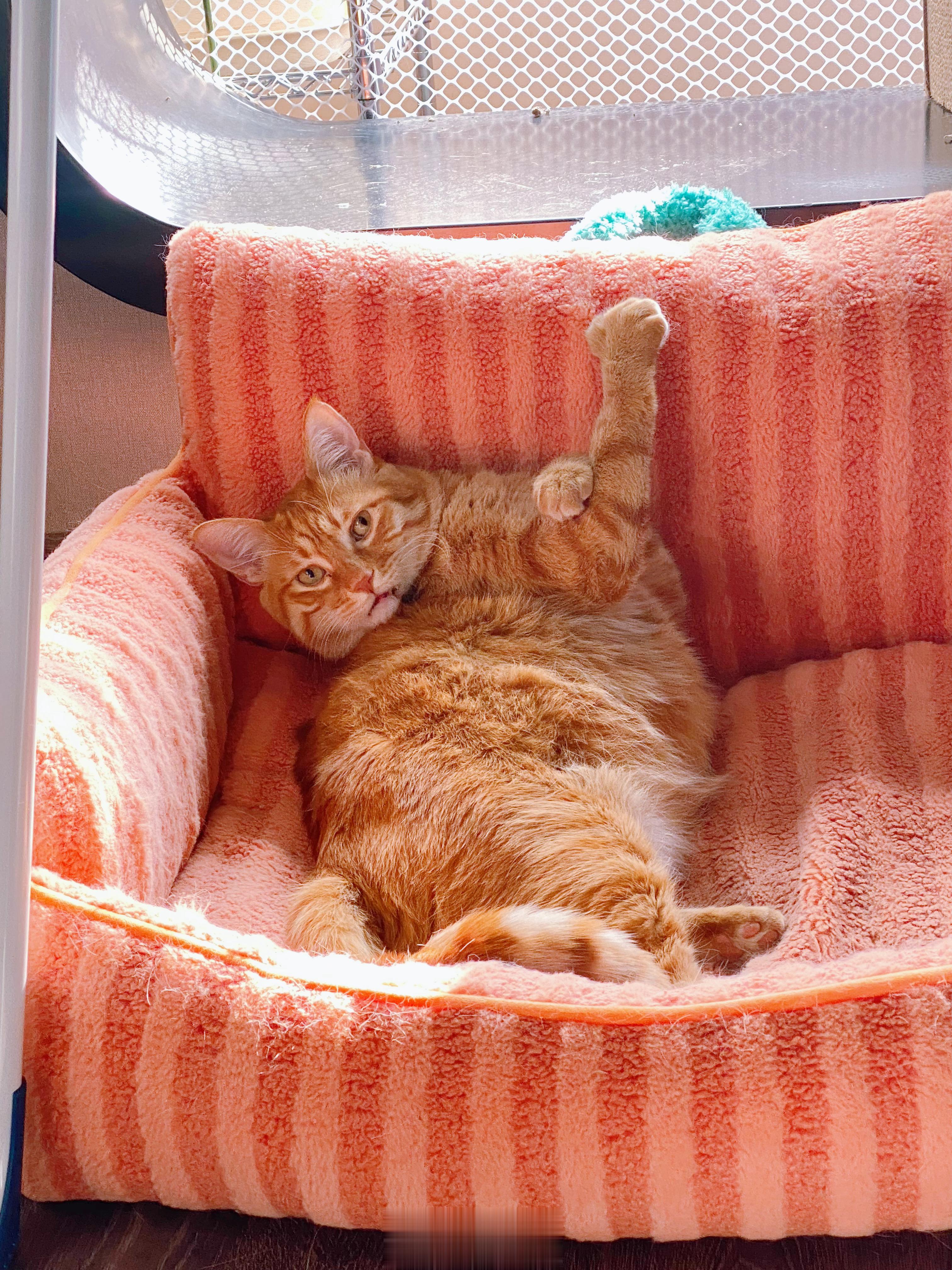 打猫服务专打不听话猫，掉毛猫，