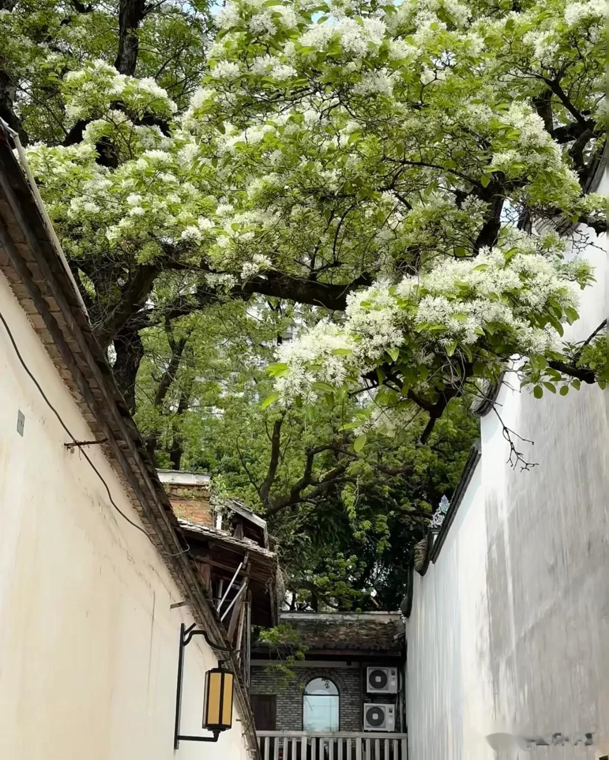 人间四月雪➼三坊七巷的流苏开花了，一个字美
衣锦坊41号：
每到春天都会吸引很多