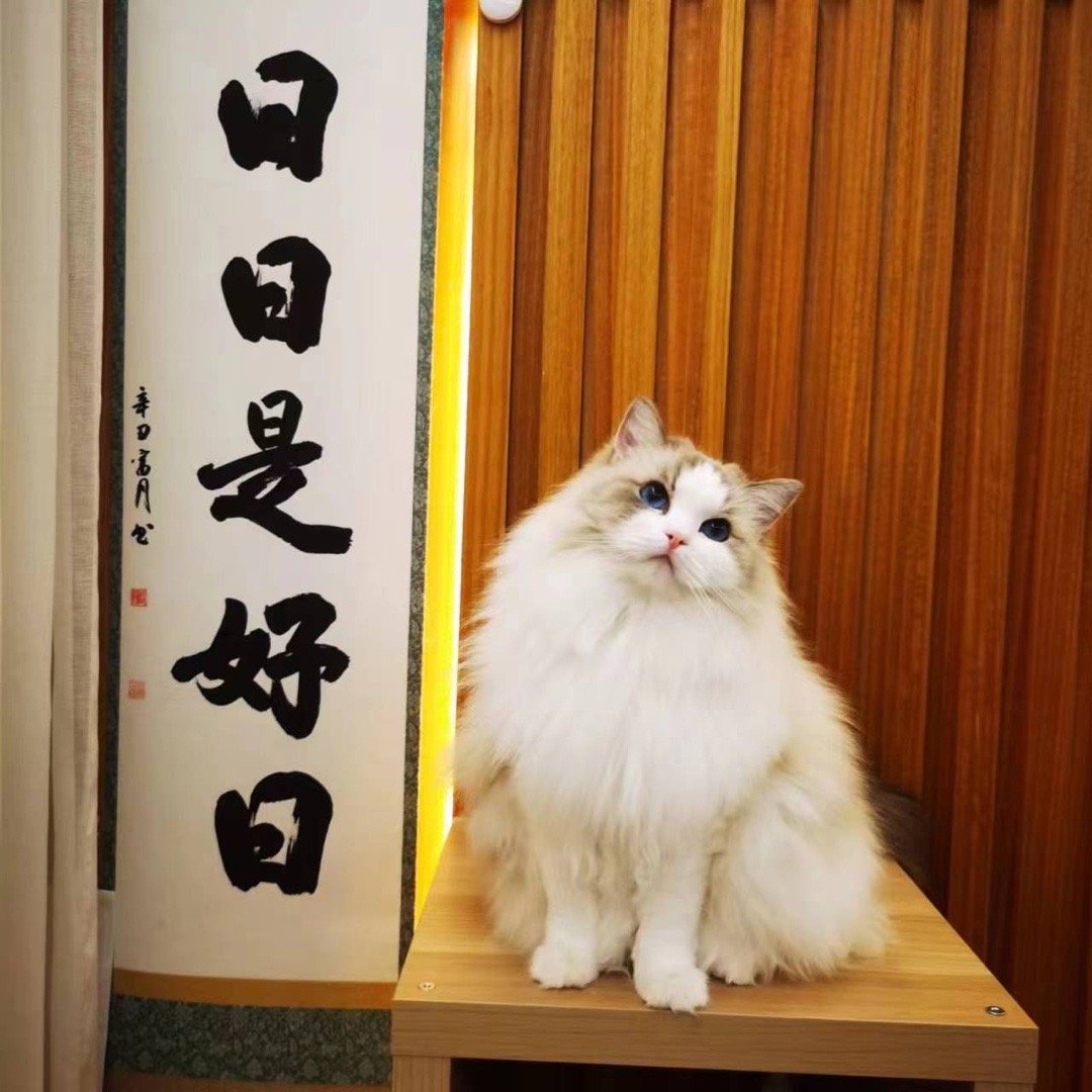 美少女Joy，童颜猫（家长） 
