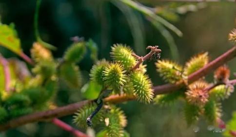 一张屡用屡效的鼻炎特效方[good]鼻炎到底是怎么回事儿呢？ 原来，鼻炎起初大部