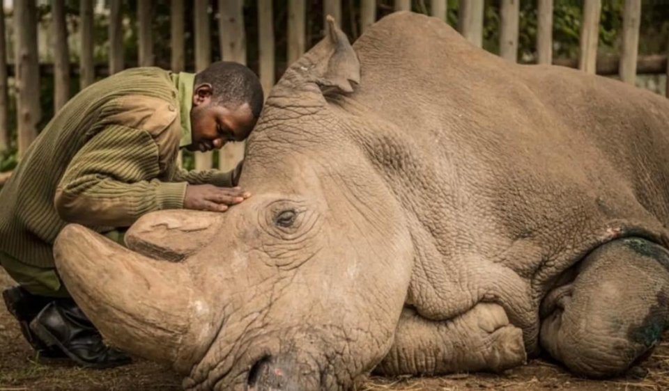 #历史那些事[超话]#2018年肯尼亚，世界上最后一只白犀牛死前留下了一张照片。