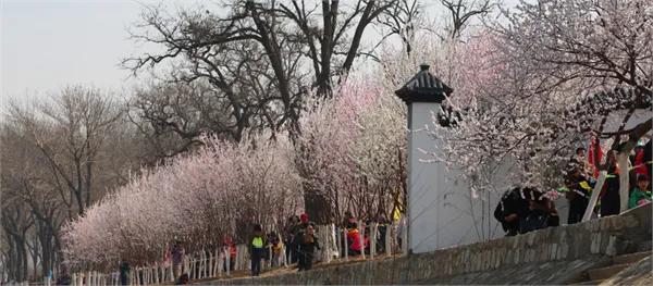阳春三月好风光，桃红柳绿河堤旁。现在的天津气温虽有波动，但渐暖的天是谁也挡不住的