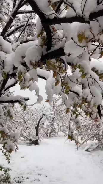 河南三月突降暴雪，桃花被雪覆盖，多地发布红色预警，郑州机场航班延误。
这会儿的河