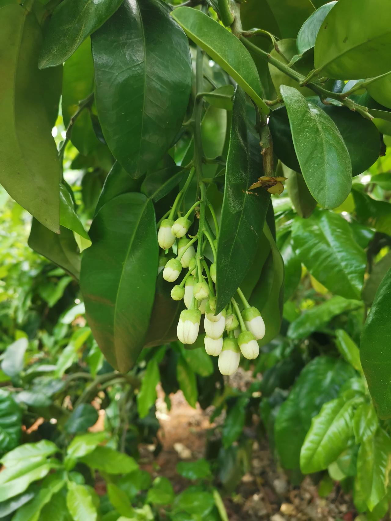 柚子树从发出花苞、花开、长出柚果的过程。

  