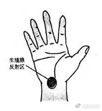 阳痿，这里必有痛点！揉通它，可快速改善[威武]方法：每天按揉外踝骨后面的生殖腺反