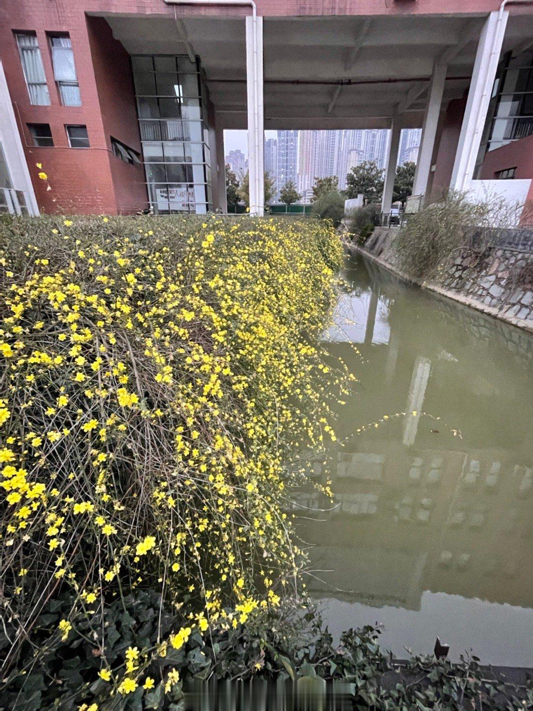  迎春花、玉兰和特别分不清的啥？ ​​​