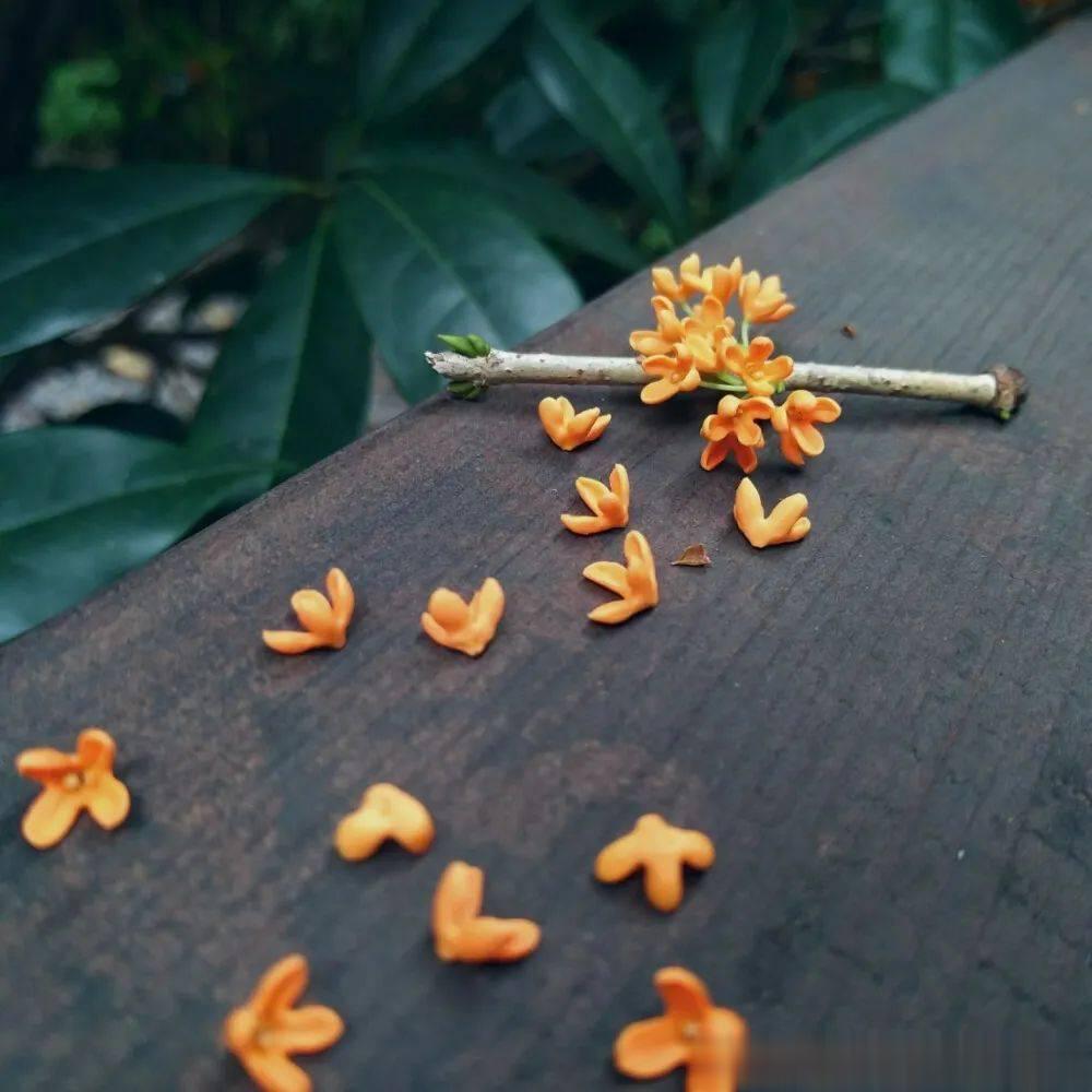 春季好物推荐之二——手工酿制桂花露#国医的精诚力量# 【性味归经】桂花：味微辛、