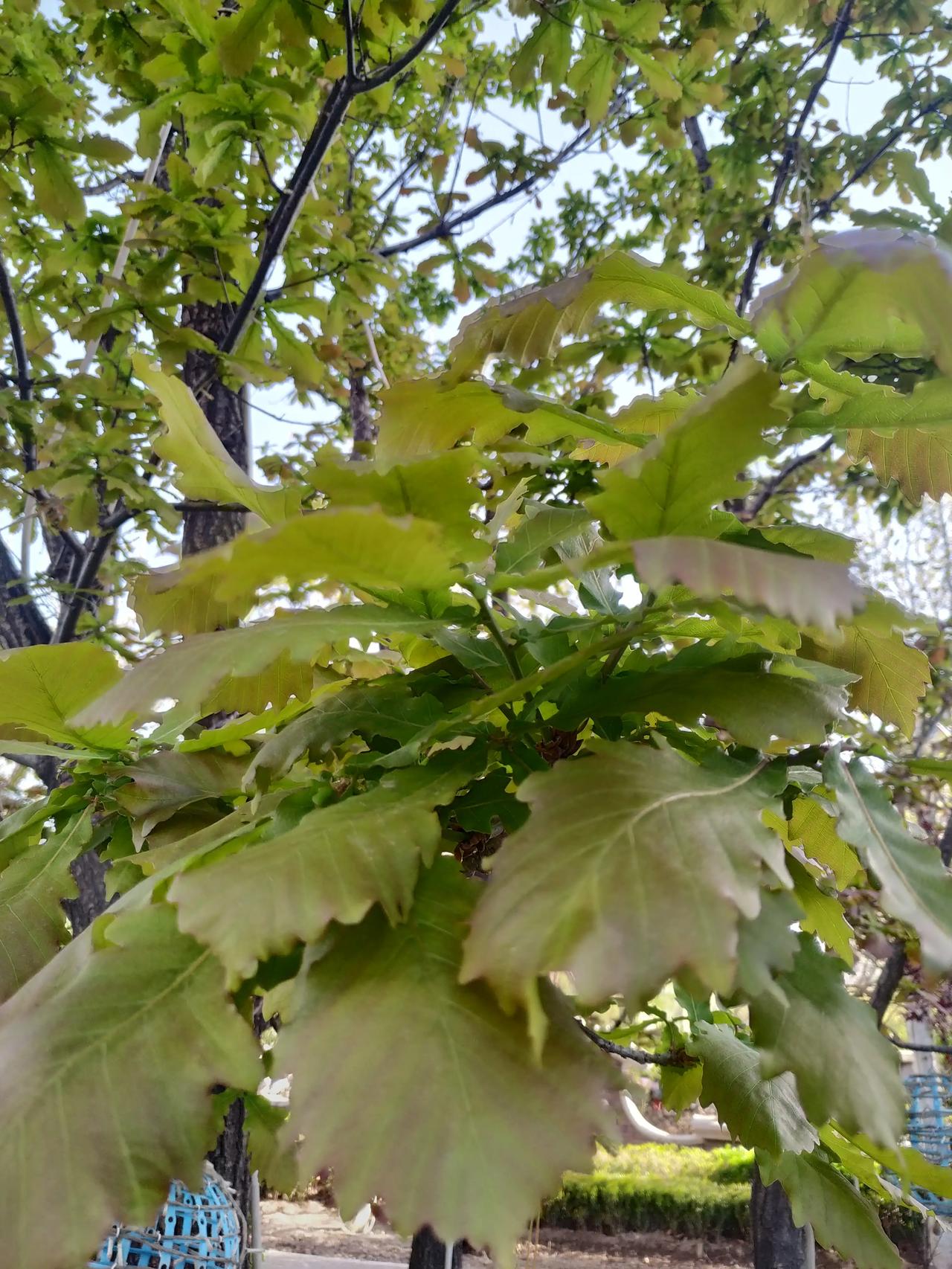 这是什么？叶片类似芭蕉扇的形状，边缘成锯齿状，叶片丛生，植株高大，主干也是丛生。