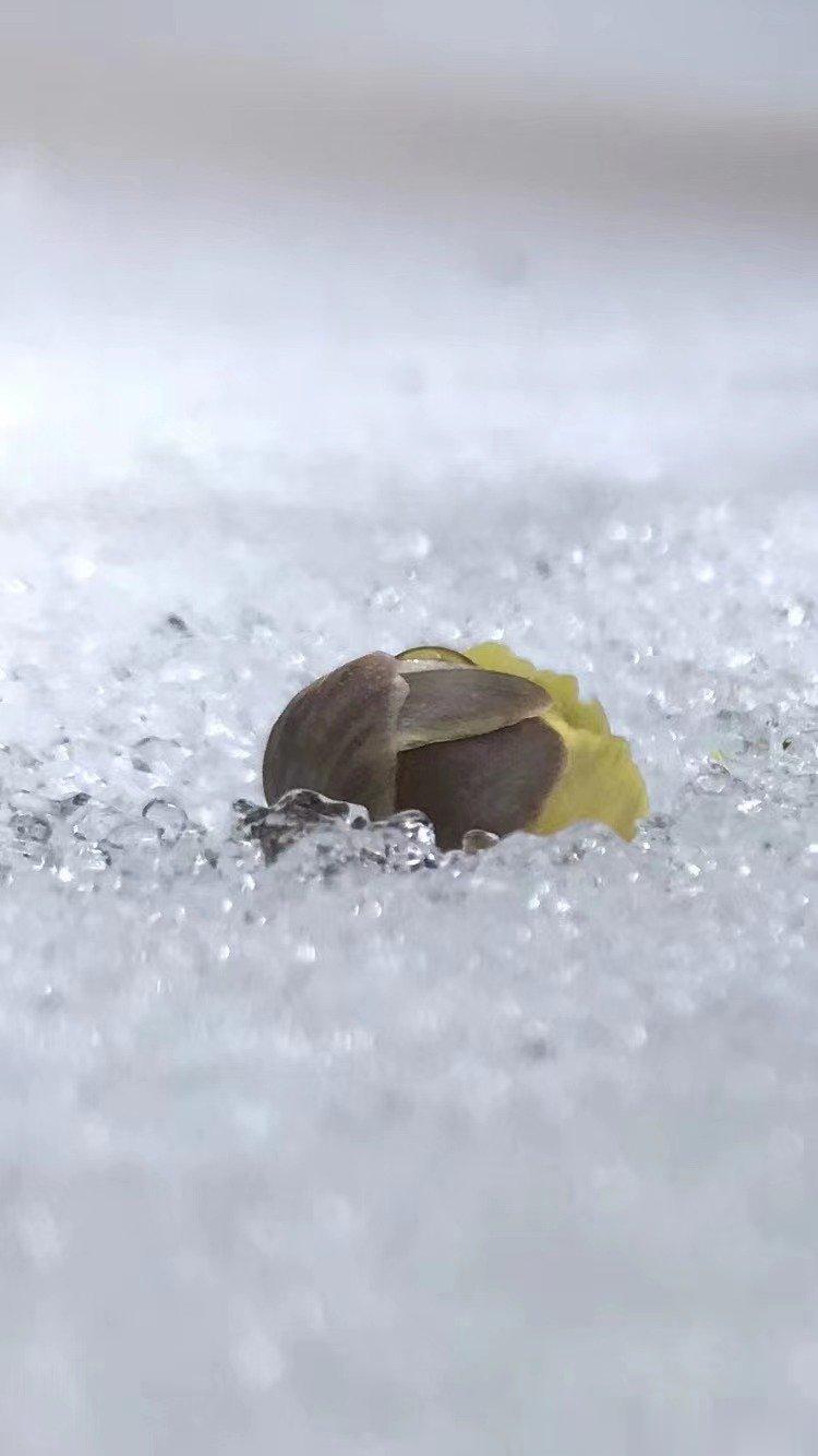 长春净月《冰凌花》-原创净月冰凌花姿展，三月霜雪卧枝寒。单苞含羞欲吐蕊，两三争放