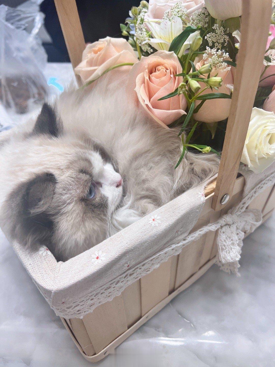 <p>有猫了 不想跟没猫的人讲